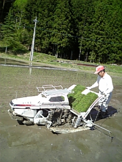 田植え