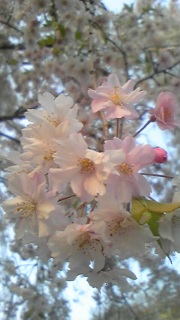 まだ桜