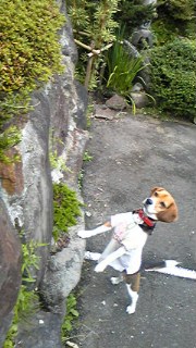 冨士屋パパ